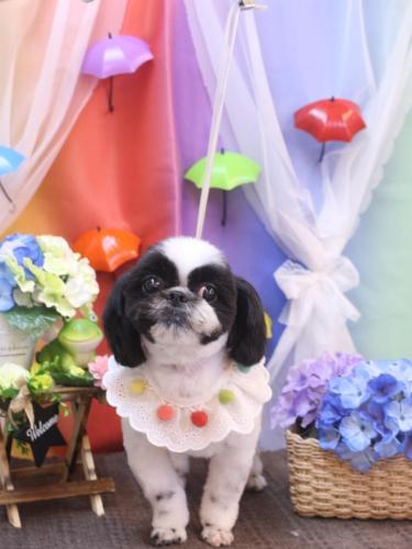 20230608たいがくん